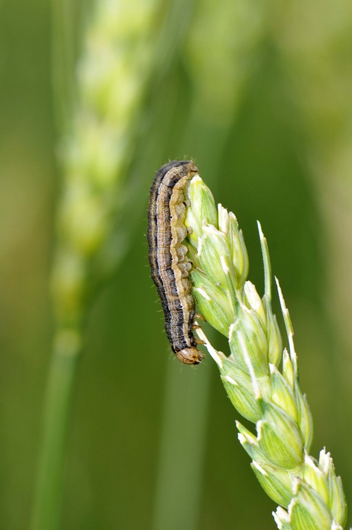 Figure 5. Awns of wheat head chewed off by armyworm larva.