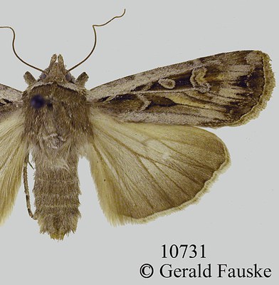 Figure 7a. Different color forms of the army cutworm moth.