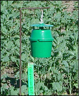 Figure 6. Green bucket pheromone trap used for monitoring armyworms or army cutworms. 