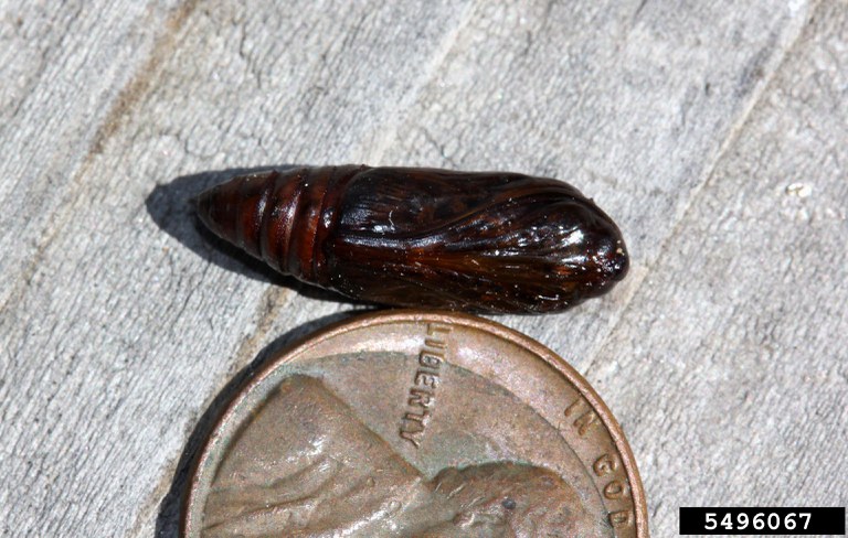 Figure 3. Noctuid pupa, a nonfeeding and resting stage.