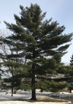 Eastern White Pine (Pinus strobus)