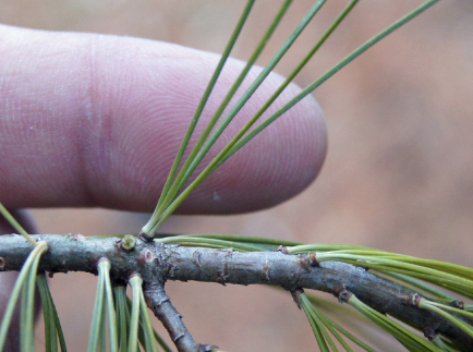 Eastern White Pine (Pinus strobus)