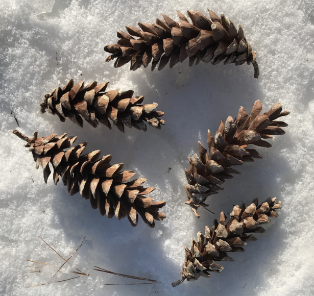 Eastern White Pine (Pinus strobus)