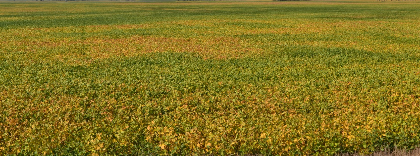 A soybean field with large sections where the foliage has turned various shades of yellow and orange.