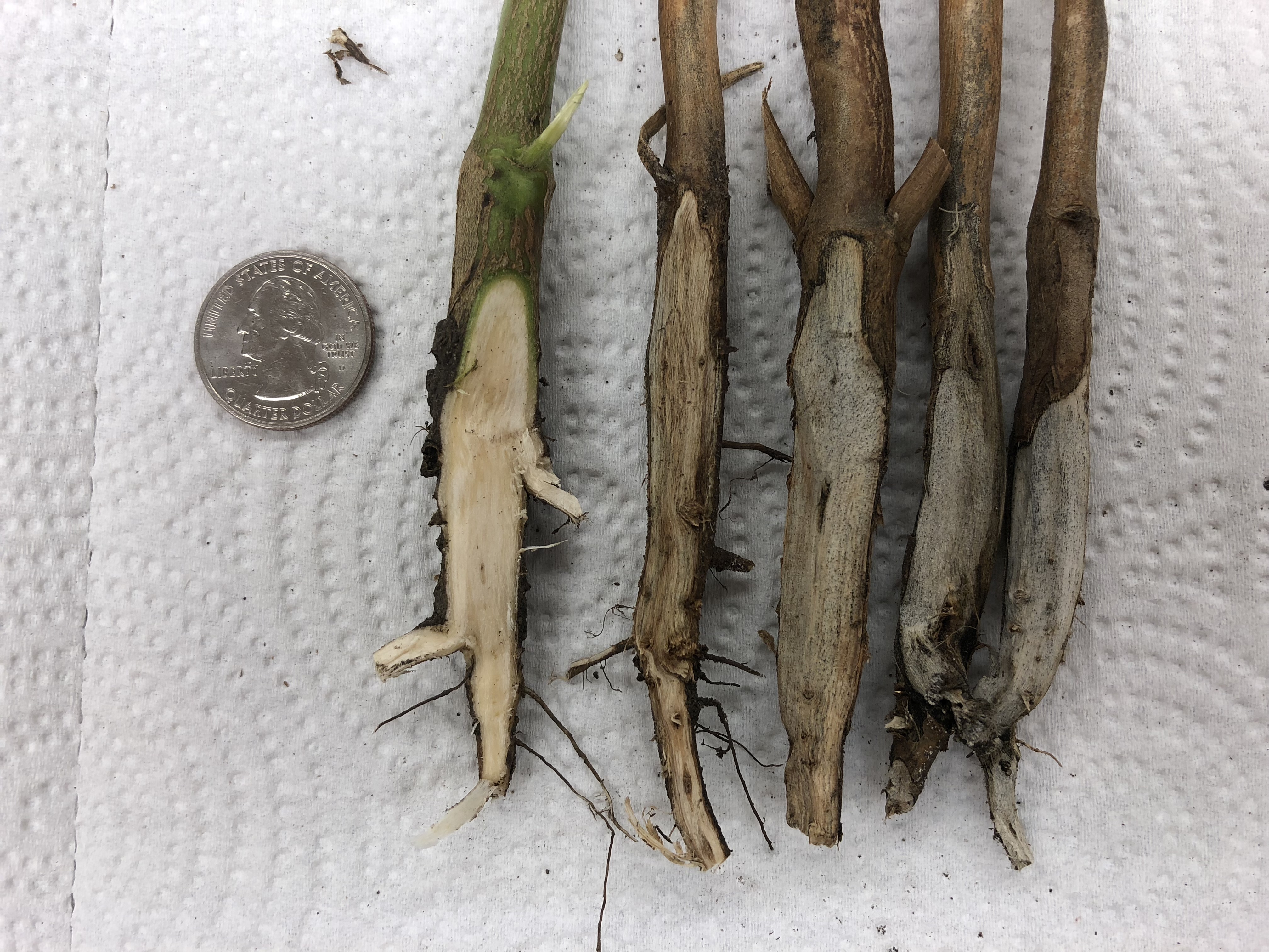Five soybean stems with outer tissue removed: one light inside, four gray to black. A silver U.S. quarter provides scale.