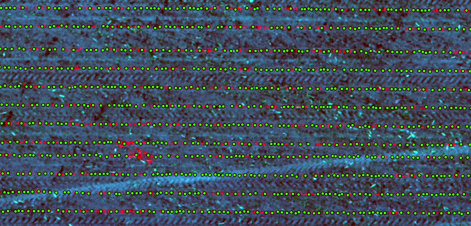 Extracted plants based on the above process. Image shows 900 corn plants in an area of about 0.04 acres.
