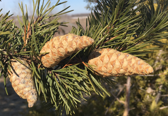 Jack Pine (Pinus banksiana)