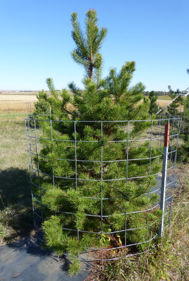 Lodgepole Pine (Pinus contorta)