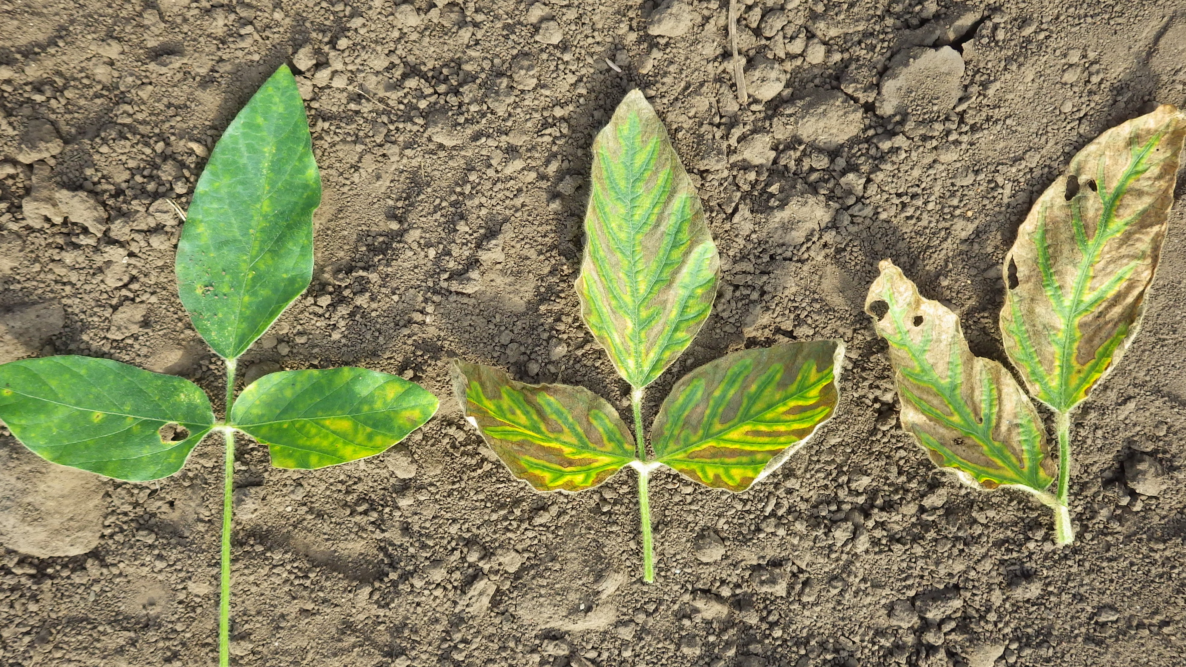 Three soybean leaf sets: Left has yellow spots on one leaf; middle shows yellow veins, brown elsewhere; right has curled, brown leaves.