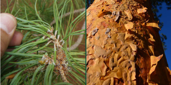 Scotch Pine (Pinus sylvestris)