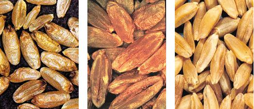 Figure 2. Comparison of durum seeds exhibiting “red smudge” symptoms (left and middle) and healthy durum (right).