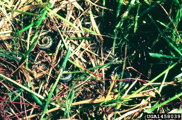 Figure 4. Clipped stems and defoliation of wheat by armyworm infestation.