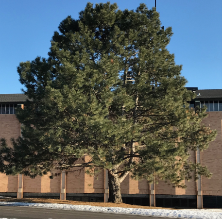 Austrian Pine (Pinus nigra)