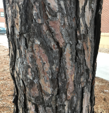 Austrian Pine (Pinus nigra)