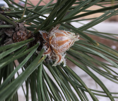 Austrian Pine (Pinus nigra)
