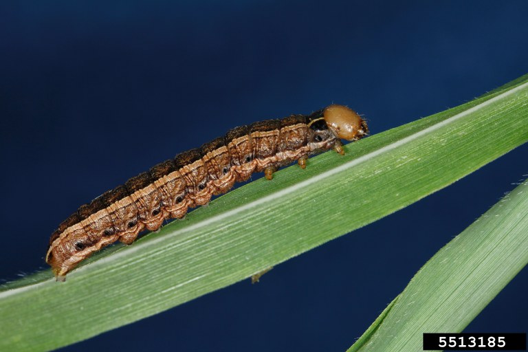 Figure 8. Army cutworm larva.