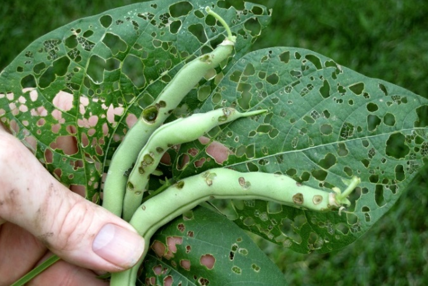 A person holds three green bean pods with brown spots and two green leaves with many holes in them.