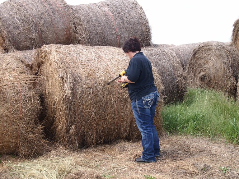 Figure 1. Forage sampling a round bale using a Penn State sampler with an electric drill. 