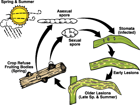 Figure 5. Disease cycle of tan spot on wheat.
