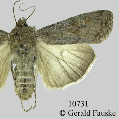 Figure 7b. Different color forms of the army cutworm moth.
