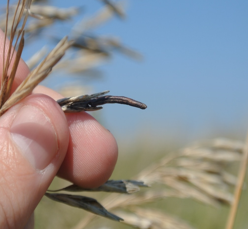 A close-up view if the top of smooth brome grasses that have black ergot bodies present.