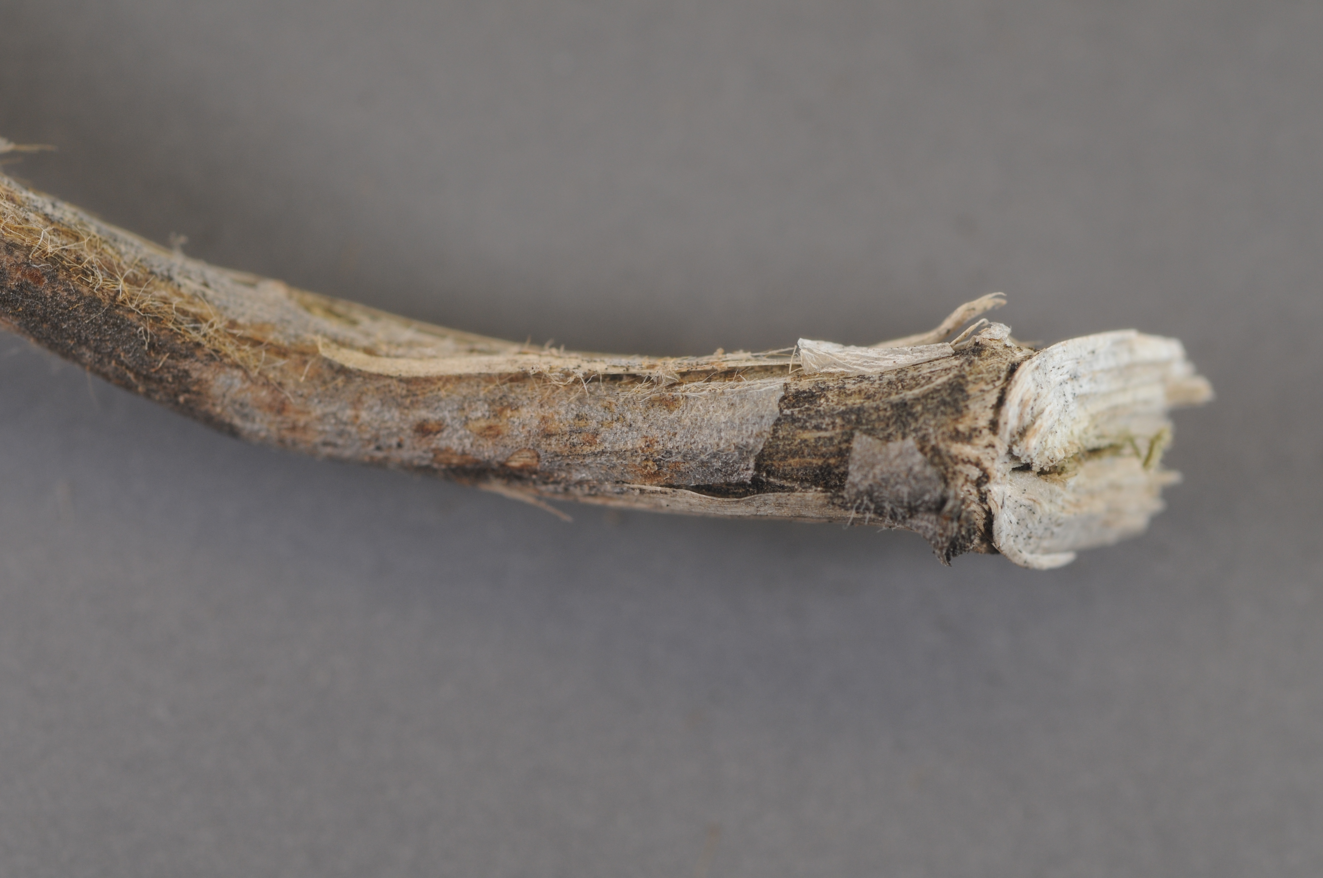 A soybean stem with many small black spots just under the outer tissue of the stem.