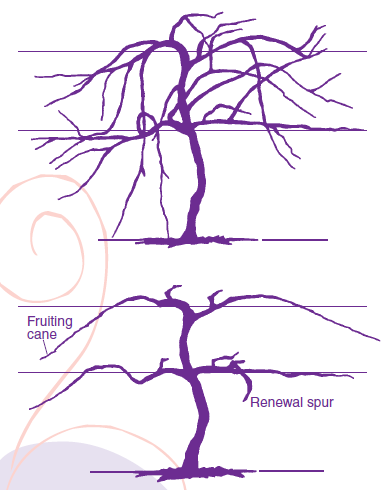 Figure 1. A vine before pruning (top), trained to the Four-Arm Kniffin System, and the same vine after pruning (bottom).