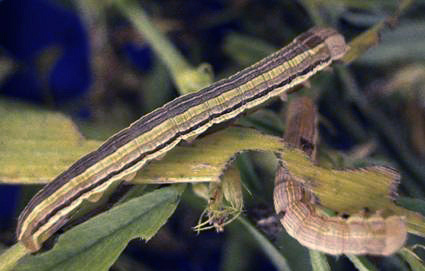 Figure 2. Armyworm larva. 