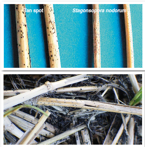 Figure 3. Fungal structure size difference between tan spot and Septoria/Stagonospora (top); overwintering structures on wheat residue (bottom).