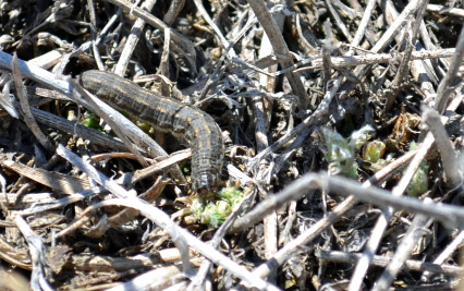 Figure 9. Army cutworm larva damaging new alfalfa stand. 