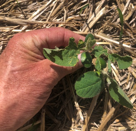 A plant with several leaves damaged.