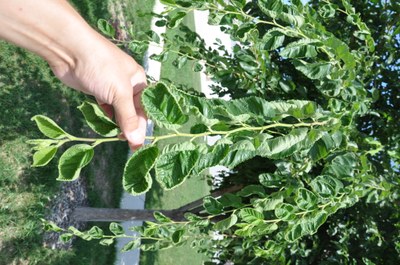 Figure 1. Leaf cupping on hybrid elm from growth regulator herbicides, similar to damage on apple leaves.