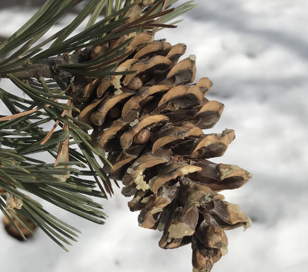 Limber Pine (Pinus flexilis)