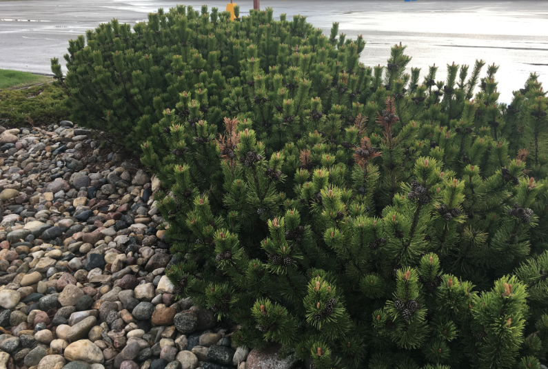 Mugo Pine (Pinus mugo) [Swiss mountain pine – Pinus mugo var. uncinata]