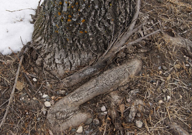 Figure 4. Remove circling or potentially girdling roots before planting.