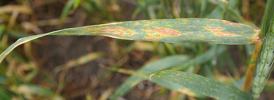 Figure 6. Symptoms of SNB. Notice the lens-shaped lesions with ashen gray centers and black specks (pycnidia).