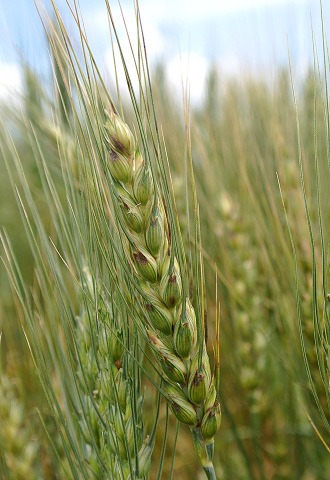 Figure 7. Glume blotch symptoms caused by Septoria/Stagonospora. Notice the dark brown to purple blotches on the glumes.