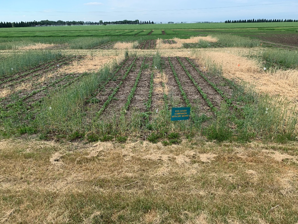 Rows a low, green plants are arranged in a test plot surrounded bye green and tan stalks of rye. 