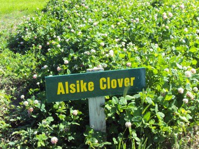 Alsike clover, Streeter, N.D.