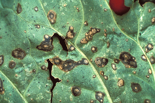 Bacterial leaf spot creates irregular to circular spots (3/16 to 1/4 inch), with tan to dark brown centers and dark to black borders.