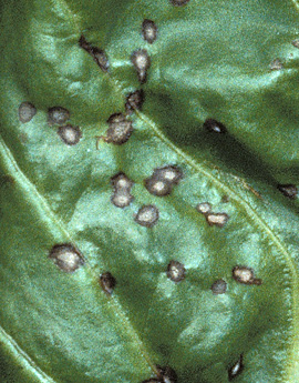 Cercospora leaf spots are circular (1/8 to 3/16 inch), with tan centers and dark-brown to reddish-purple borders. Elliptical lesions may appear on leaves, veins, and petioles.