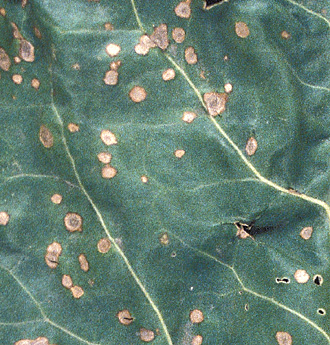 Cercospora leaf spots are circular (1/8 to 3/16 inch), with tan centers and dark-brown to reddish-purple borders. Elliptical lesions may appear on leaves and petioles.