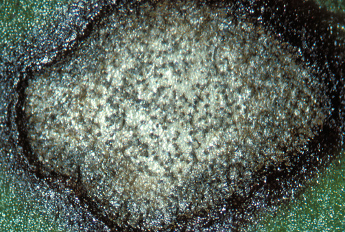 Stromata (black dots, size of pepper grains) form in humid weather on sugar beet debris or new leaf spots, visible with a hand lens.