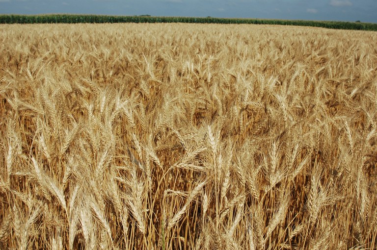 Field of Wheat