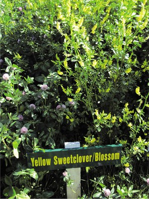 Yellow sweetclover (right) at Streeter, N.D.