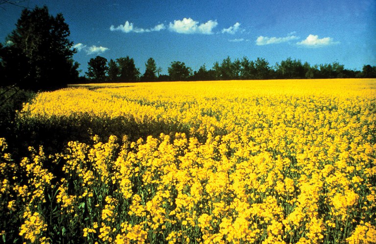Canola field in bloom