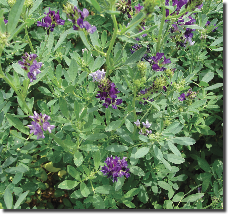 Alfalfa in bloom