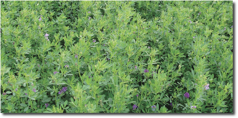 Alfalfa in bloom