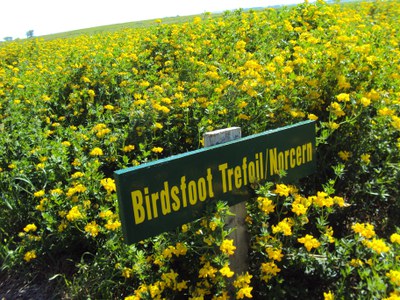 Birdsfoot trefoil, Streeter, N.D. 