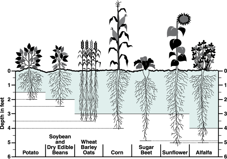 Figure 1. Typical fully developed root zone depths for commonly irrigated crops in North Dakota. The shaded area represents the irrigation water management depth.